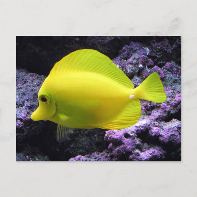 Carte Postale Poisson jaune Tang Reef (Devant)