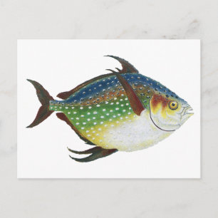 Carte Postale Poisson luna tropical, animal aquatique marin vint