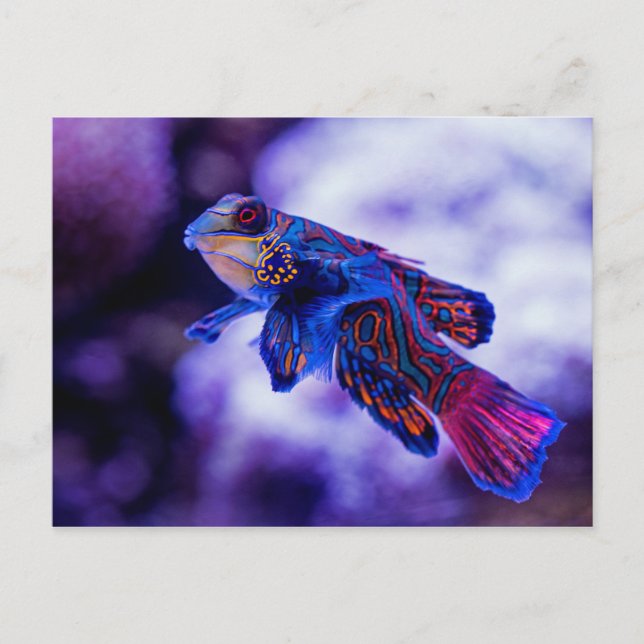 Carte Postale Poisson Mandarin Goby (Devant)