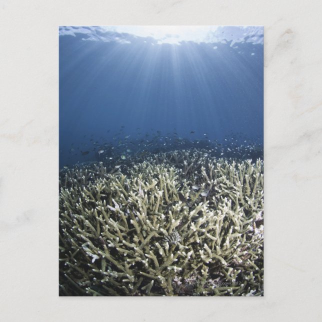 Carte Postale Poisson nageant dans le récif mort (Devant)