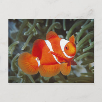 Carte Postale poisson némétique
