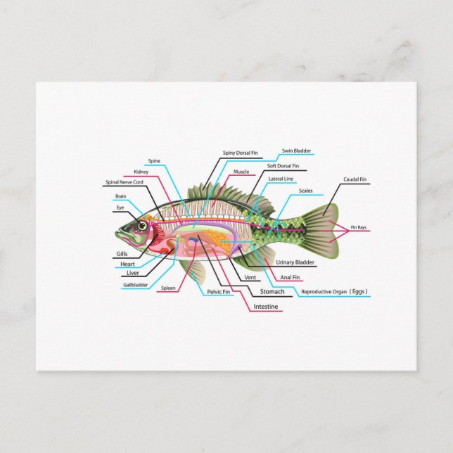 Carte Postale Poisson organes internes Diagramme Vector Art Anat (Devant)
