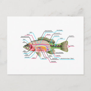 Carte Postale Poisson organes internes Vector Diagramme d'art An