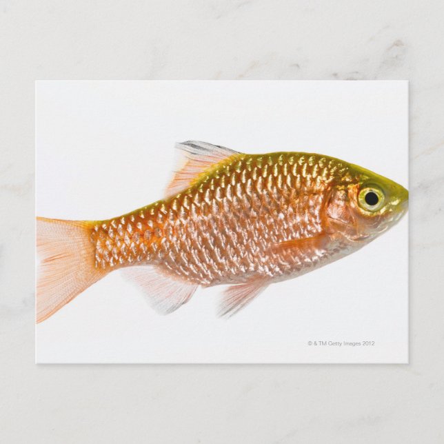 Carte Postale Poisson-perche (Puntius conchonius) (Devant)