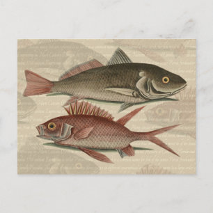 Carte Postale Poisson Perche rouge Art pêcheur