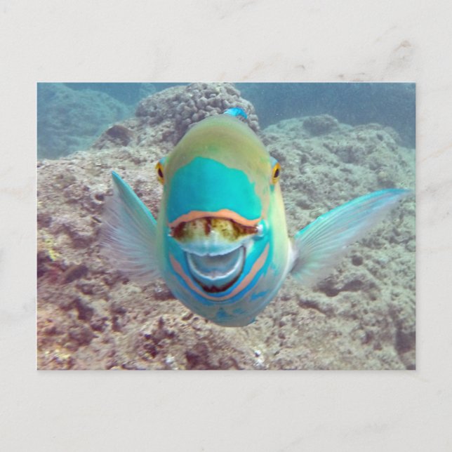 Carte Postale Poisson Perroquet d'Hawaï (Devant)