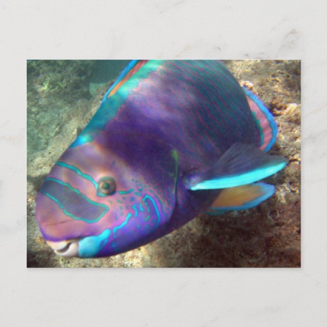 Carte Postale Poisson-Perroquet d'Hawaï - Uhu (Devant)