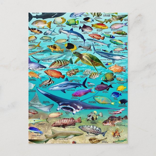 Carte postale Poisson & Plus de Poisson (Devant)