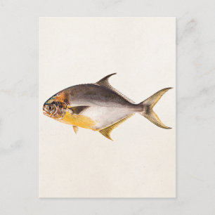 Carte Postale Poisson Pompano vintage - Poissons de gibier Modèl