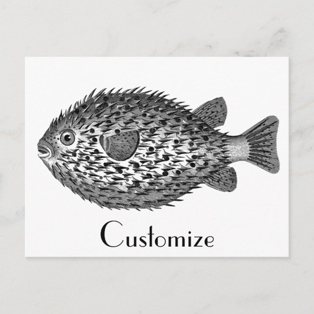 Carte Postale Poisson porc-épic Thunder_Cove (Devant)