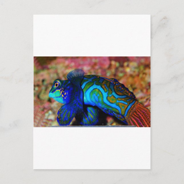 Carte Postale Poisson psychodelique (Devant)