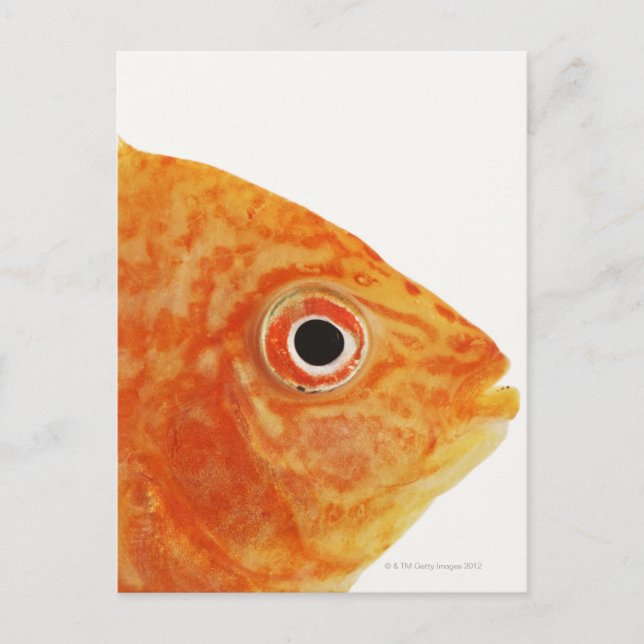 Carte Postale Poisson Red Deacon (Devant)