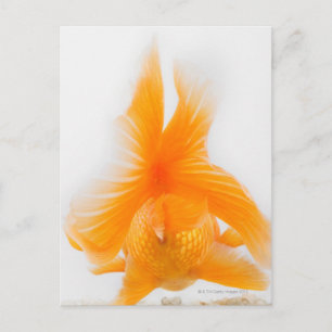 Carte Postale Poisson rouge à tête de lionne orange (Carassius a