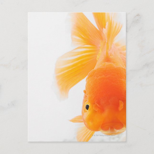 Carte Postale Poisson rouge à tête de lionne orange (Carassius a (Devant)