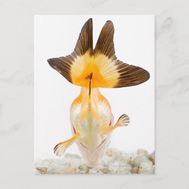 Carte Postale Poisson rouge (Carassius auratus) 2 (Devant)