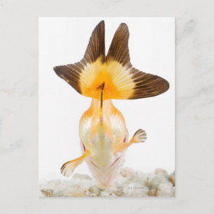 Carte Postale Poisson rouge (Carassius auratus) 2