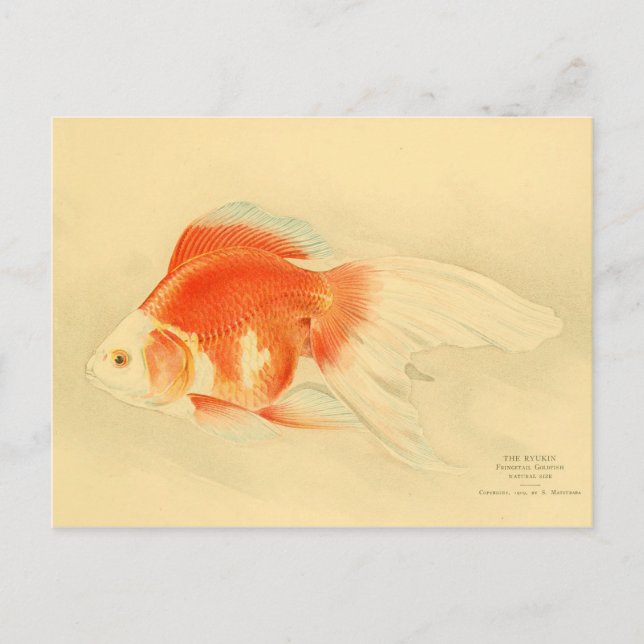Carte Postale Poisson rouge japonais. Le Ryukin. (Devant)