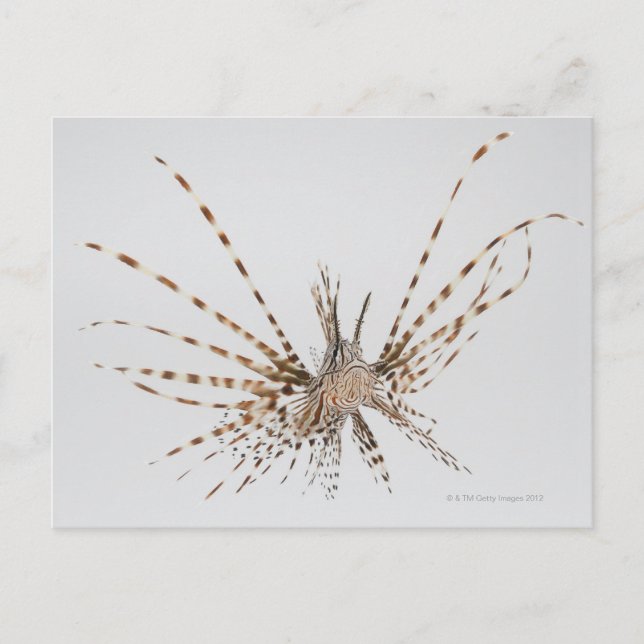 Carte Postale Poisson rouge (Pterois volitans) (Devant)