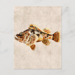 Carte Postale Poisson Scorpion vintage - Impression Hawaiienne a