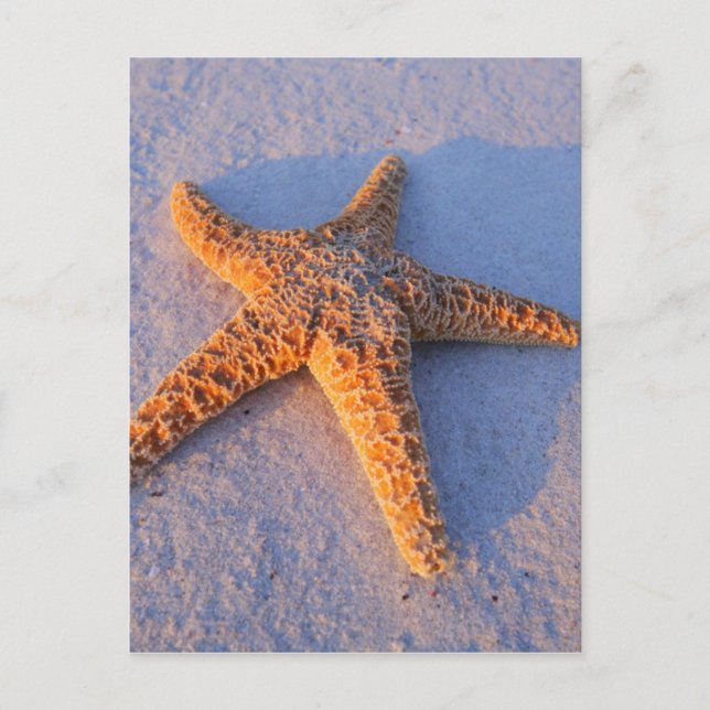 Carte Postale Poisson Sur Sable Blanc (Devant)