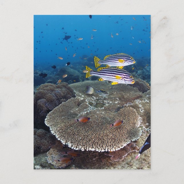 Carte Postale Poisson Sweetlip (Devant)