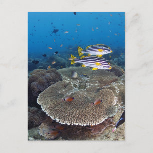 Carte Postale Poisson Sweetlip