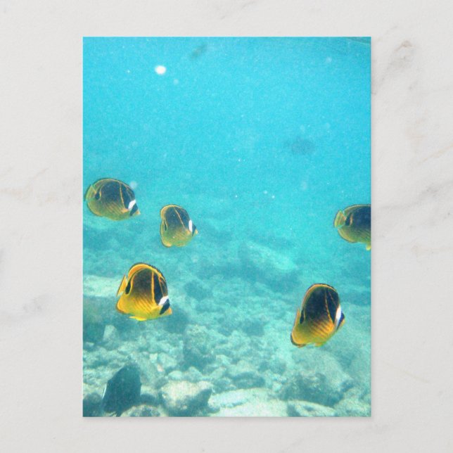 Carte Postale Poisson tropical à Hawaii (Devant)