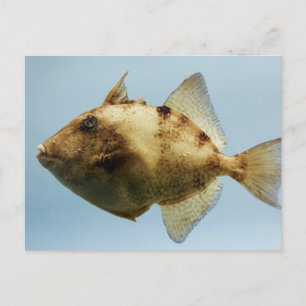 Carte Postale Poisson-verge gris
