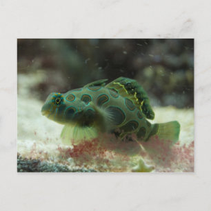 Carte Postale Poisson vert