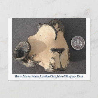Carte Postale Poisson vertèbre fossile