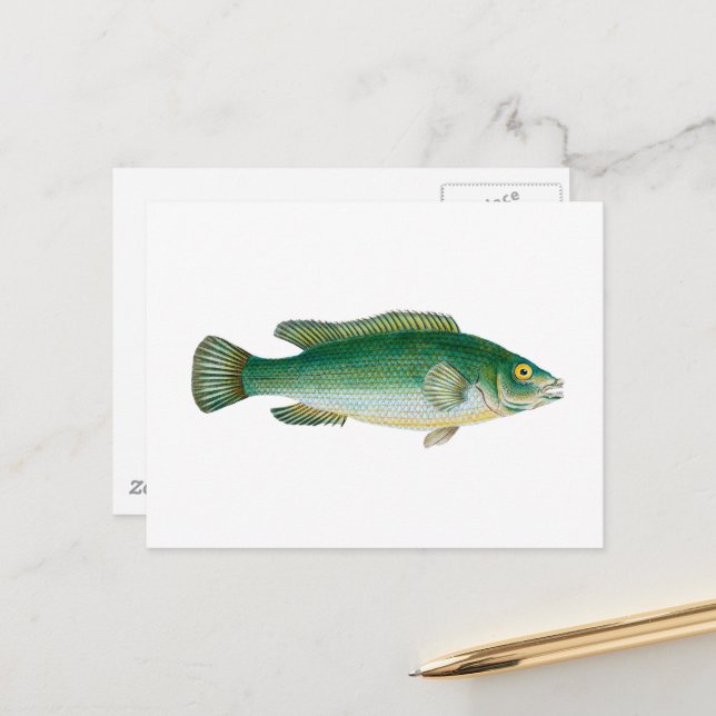 Carte Postale Poisson Vintage (Devant/Arrière en situation)