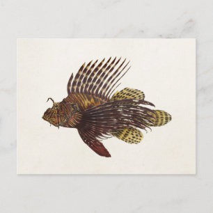 Carte Postale Poisson vintage 1905 Scorpionfish Retro Lion Fish