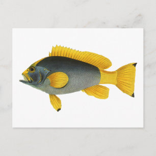Carte Postale Poisson vintage bleu et jaune, Vie marine