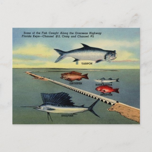 Carte postale Poisson vintage de Florida Keys (Devant)