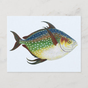 Carte Postale Poisson vintage d'Opah Tropical, Animal aquatique