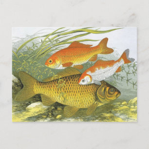 Carte Postale Poisson vintage Koi Poisson, Marine Aquatique Vie