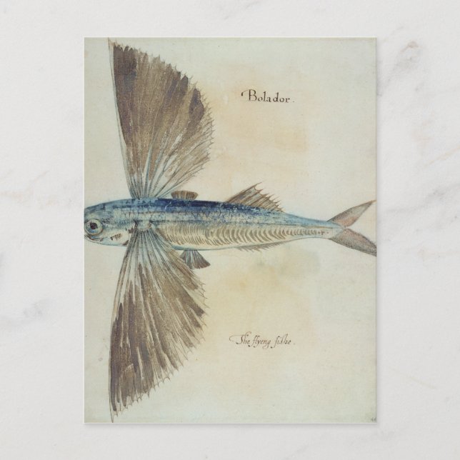 Carte Postale Poisson volant (Devant)