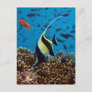 Carte Postale Poissons Animaux aquatiques