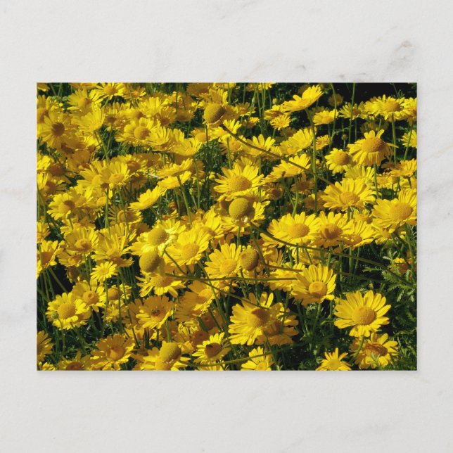 Carte Postale Poissons / Chrysanthème Coronarium (Devant)