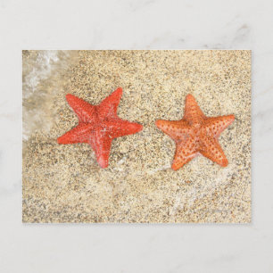 Carte Postale poissons d'eau sur la plage, au bord de l'océan
