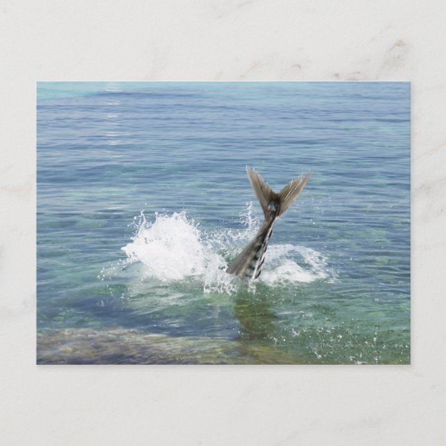 Carte Postale Poissons éclaboussant dans la mer (Devant)