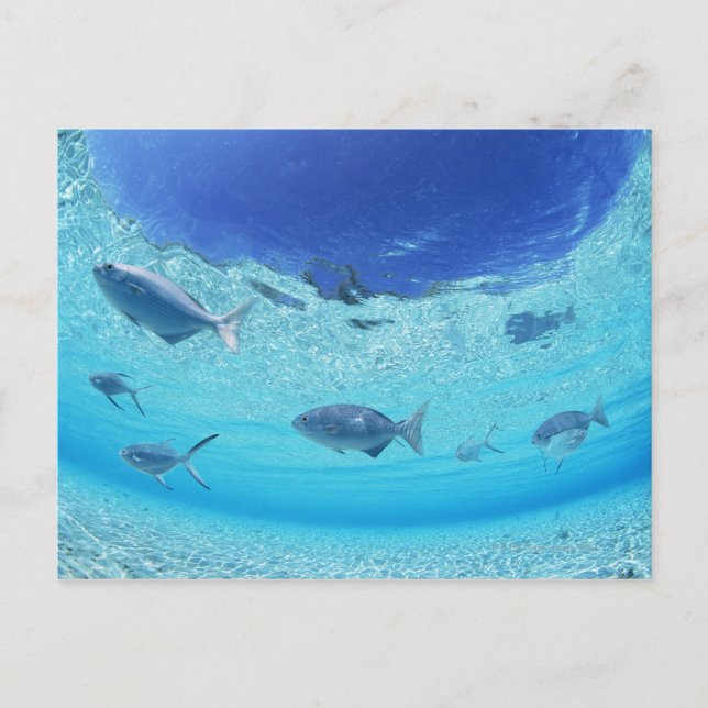Carte Postale Poissons en mer 4 (Devant)