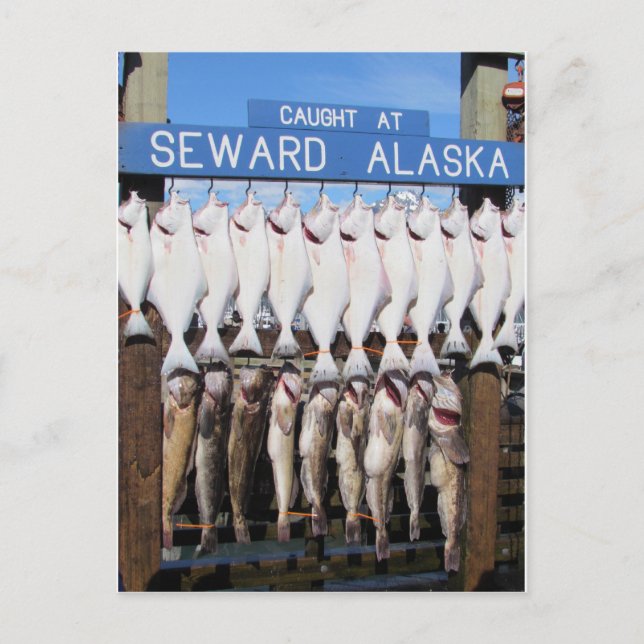 Carte Postale Poissons en Seward, Alaska (Devant)