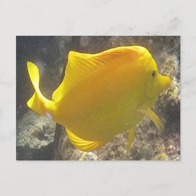 Carte Postale Poissons jaunes d'Hawaï Tang (Devant)