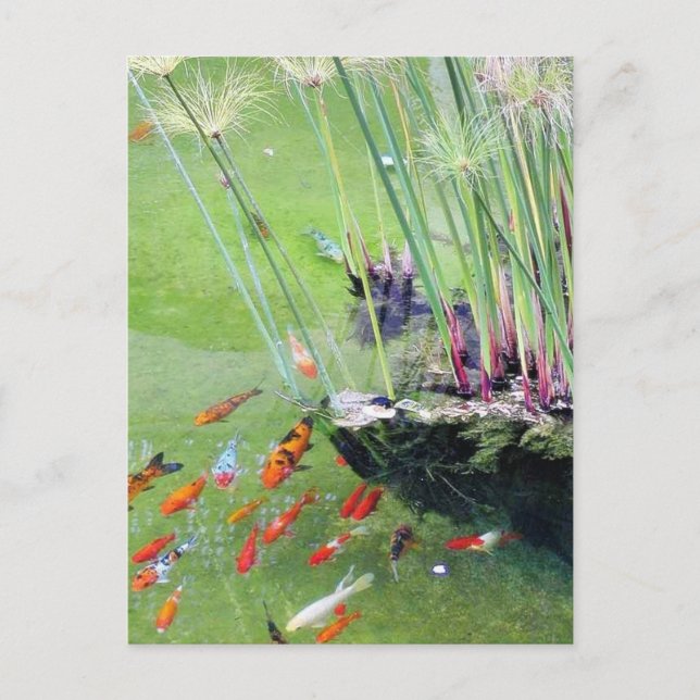 Carte Postale Poissons rouges (Devant)