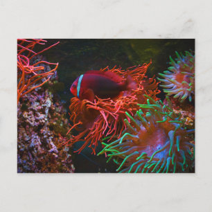 Carte Postale Poissons tropicaux Corail sous-marin