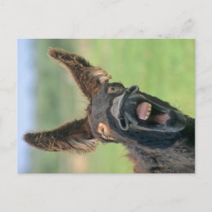 Carte Postale Poitou-Riesen-Esel, Poitou-Esel,