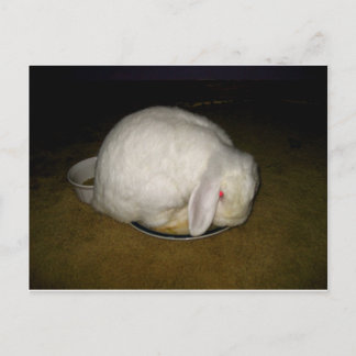 Carte Postale poitrine sur plaque