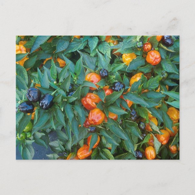 Carte Postale Poivrons Bell miniatures (Devant)