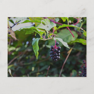 Carte postale Pokeweed Berries
